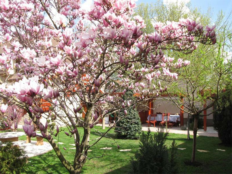 Szegfu Apartman Villa Hajdúszoboszló Екстериор снимка